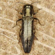 Agrilus olivicolor (4–4.5 mm)