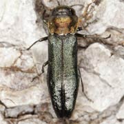 Agrilus pratensis (4–8 mm)