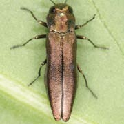 Agrilus ribesi (5–9 mm)