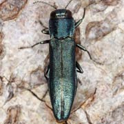 Agrilus sulcicollis (6–8.5 mm)