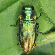 Anthaxia podolica (4.5–6.5 mm)