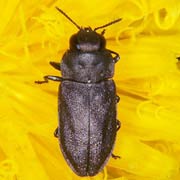 Anthaxia quadripunctata (5–7 mm)