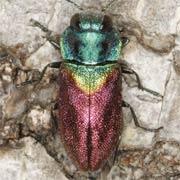 Anthaxia suzannae (4.5–7.5 mm)