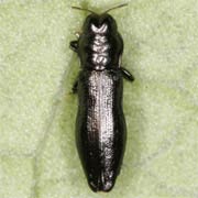 Aphanisticus emarginatus (2.5–4.2 mm)