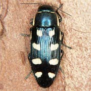 Buprestis octoguttata (9–15 mm)