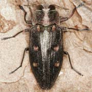 Chrysobothris affinis (10.5–15 mm)
