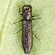 Cylindromorphus filum (3.2–5 mm)