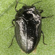 Habroloma nana (2–3 mm)