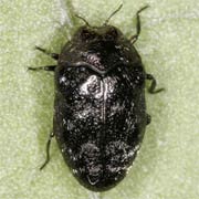 Trachys minutus (3–3.5 mm)