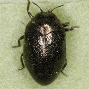 Trachys scrobiculatus (1.5–2.5 mm)