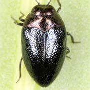 Trachys troglodytes (2–3.5 mm)