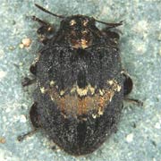 Byrrhus arietinus (6.5–8 mm)