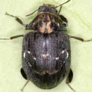 Byrrhus fasciatus (6.5–8 mm)