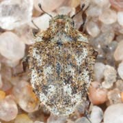 Curimopsis setigera (2.2–2.7 mm)