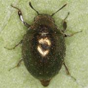 Lamprobyrrhulus nitidus (2.5–3.5 mm)