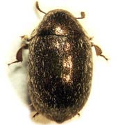 Morychus aeneus (3.2–4.8 mm)