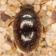 Simplocaria semistriata (2.5–3 mm)