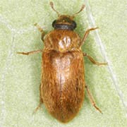 Byturus ochraceus (4–4.6 mm)