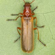 Absidia rufotestacea (7–11.2 mm)