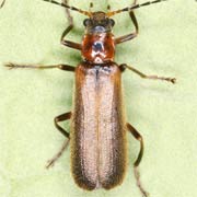 Absidia schoenherri (7–10 mm)