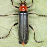 Ancistronycha abdominalis (11–14.5 mm)