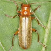 Cantharis cryptica (7–8 mm)