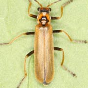 Cantharis figurata (6.5–8.5 mm)