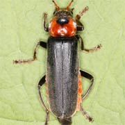 Cantharis fusca (11–15 mm)