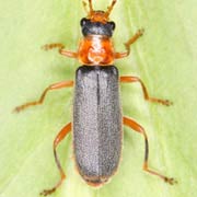 Cantharis lateralis (5–7 mm)