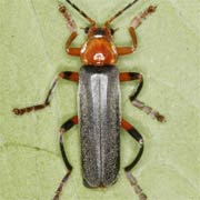 Cantharis livida (9–13.5 mm)