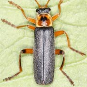 Cantharis nigricans (9–11 mm)
