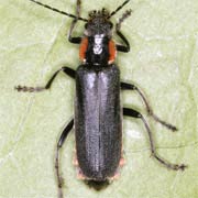Cantharis obscura (9–13 mm)