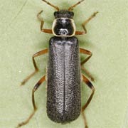 Cantharis pagana (6–8.5 mm)