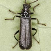 Cantharis paludosa (5–6 mm)
