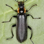 Cantharis paradoxa (8–15 mm)