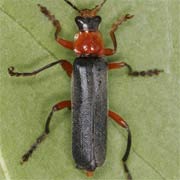 Cantharis pellucida (10.5–13.5 mm)