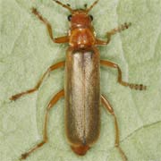 Cantharis rufa (8–11.5 mm)