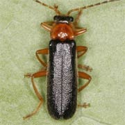 Cantharis thoracica (5–7 mm)