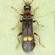 Malthodes minimus (3.3–4 mm)