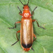 Rhagonycha fulva (7–10 mm)