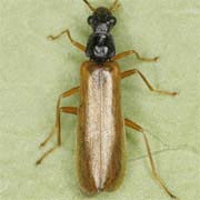 Rhagonycha lignosa (5–7 mm)