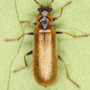 Rhagonycha limbata (5–6 mm)