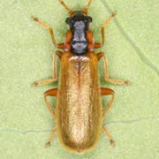 Rhagonycha testacea (5–6 mm)