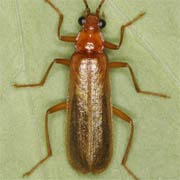 Rhagonycha translucida (9–11 mm)