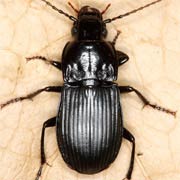 Abax carinatus (Duft., 1812), Carabidae (13–18 mm) Abax carinatus (13–18 mm)