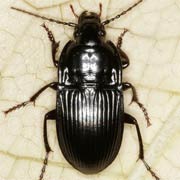 Abax ovalis (Duft., 1812), Carabidae (11–15 mm) Abax ovalis (11–15 mm)