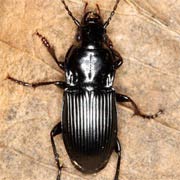 Abax parallelus (Duft., 1812) ♂, Carabidae (13–17 mm) Abax parallelus (13–17 mm)