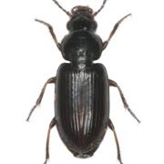 Acupalpus brunnipes (Sturm, 1825), Carabidae (3–4.2 mm) Acupalpus brunnipes (3–4.2 mm)