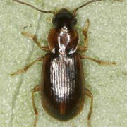 Acupalpus dubius Schilsky, 1888 ♂, Carabidae (3.4–4.2 mm) Acupalpus dubius (3.4–4.2 mm)