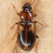Acupalpus elegans (Dej., 1829), Carabidae (3.6–4.7 mm) Acupalpus elegans (3.6–4.7 mm)
